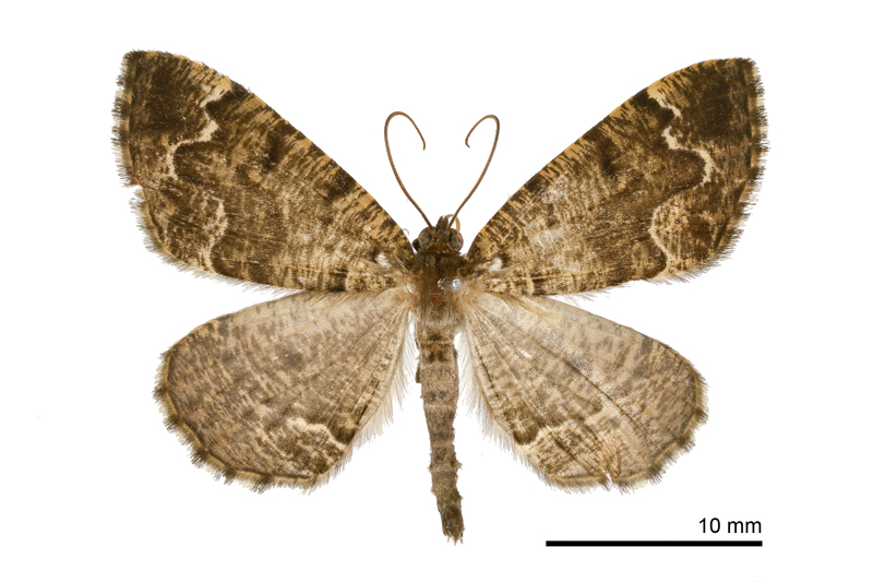 Scionomia sinuosa Male